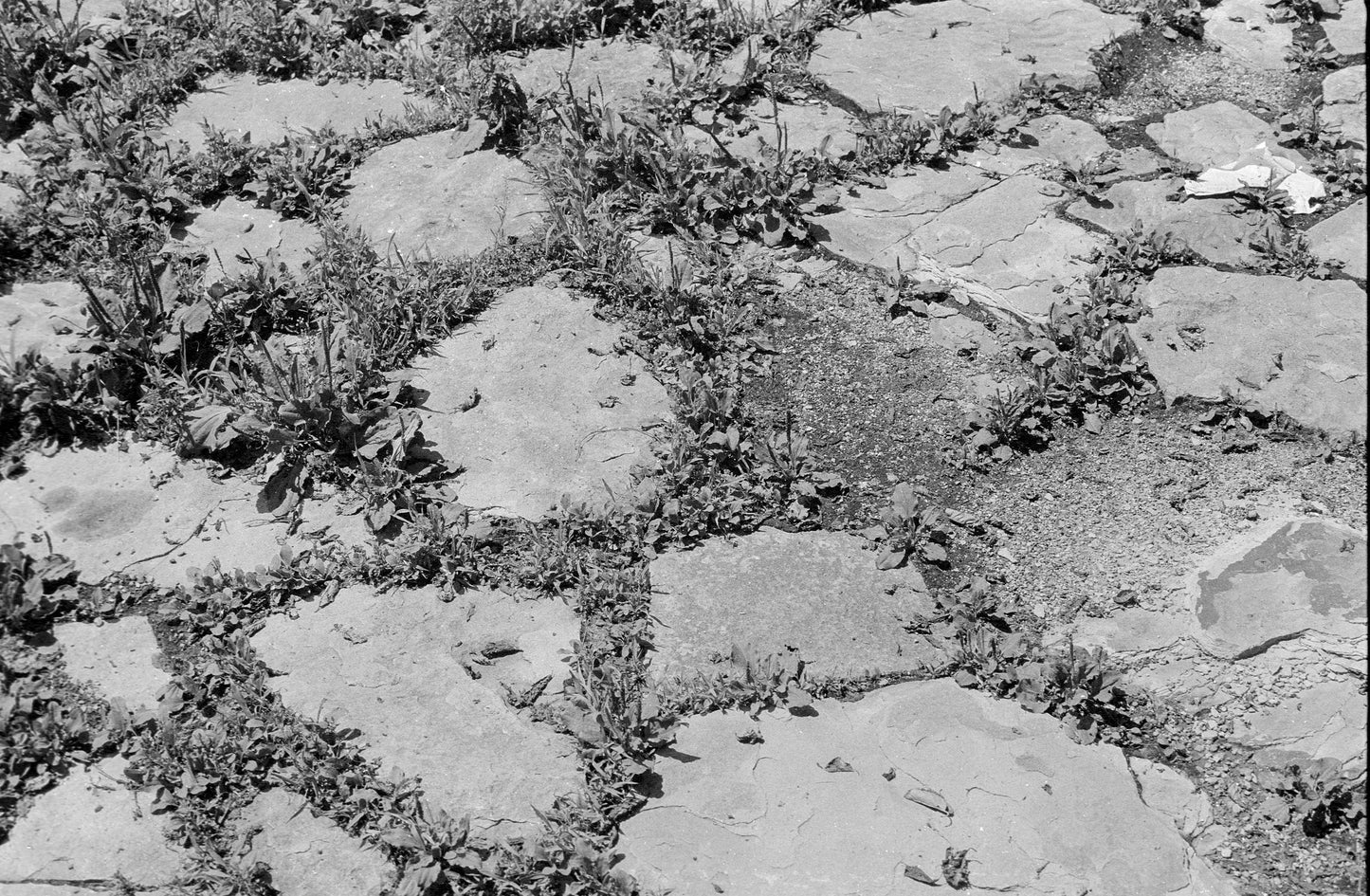 Canon AE-1 35mm SLR w/ Canon FD 50mm f1.4 S.S.C. lens + original manual (serial 291207)