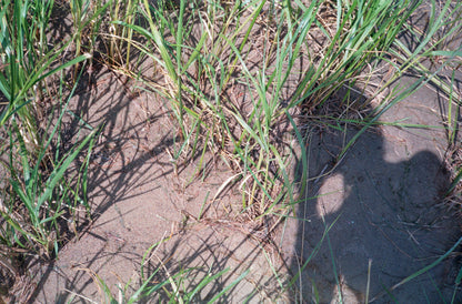 Appareil photo argentique Canon Sure Shot Max 35mm avec étui (série 75501992) | film🎞 testé