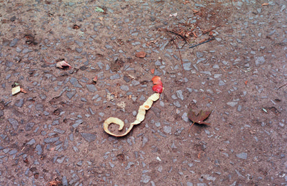 Nikon FE 35mm film SLR camera with 50mm f1.8 lens (serial 3649733) | film🎞tested