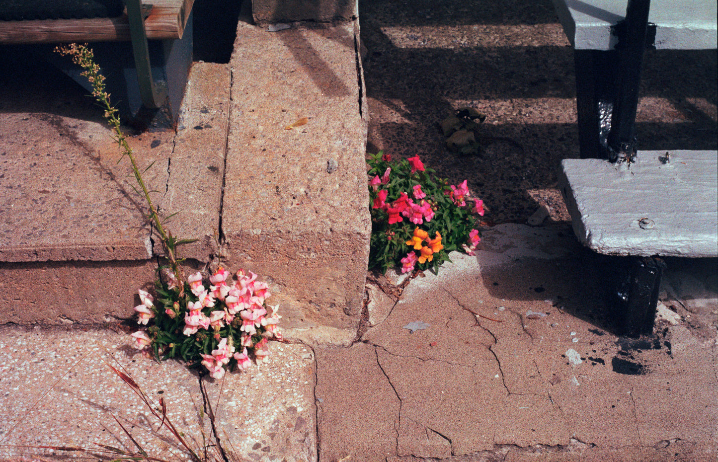 Nikon FE 35mm film SLR camera with 50mm f1.8 lens (serial 3649733) | film🎞tested