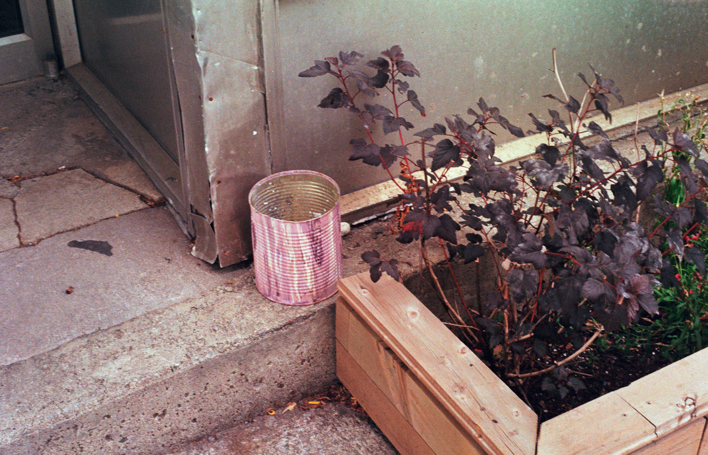 Nikon FE 35mm film SLR camera with 50mm f1.8 lens (serial 3649733) | film🎞tested