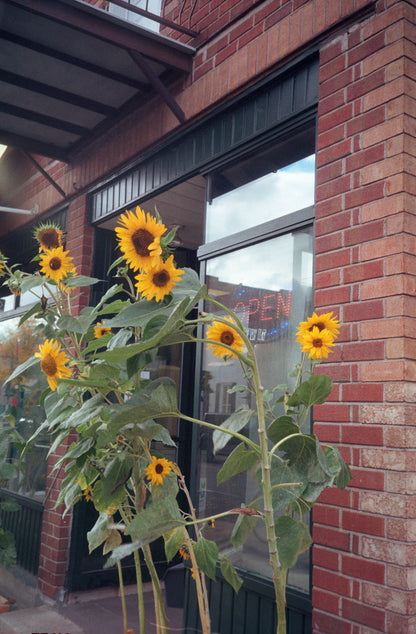 Appareil photo argentique 35mm Olympus AF-1 (également connu sous le nom d'Infinity) (numéro de série 1470787) | film🎞testé