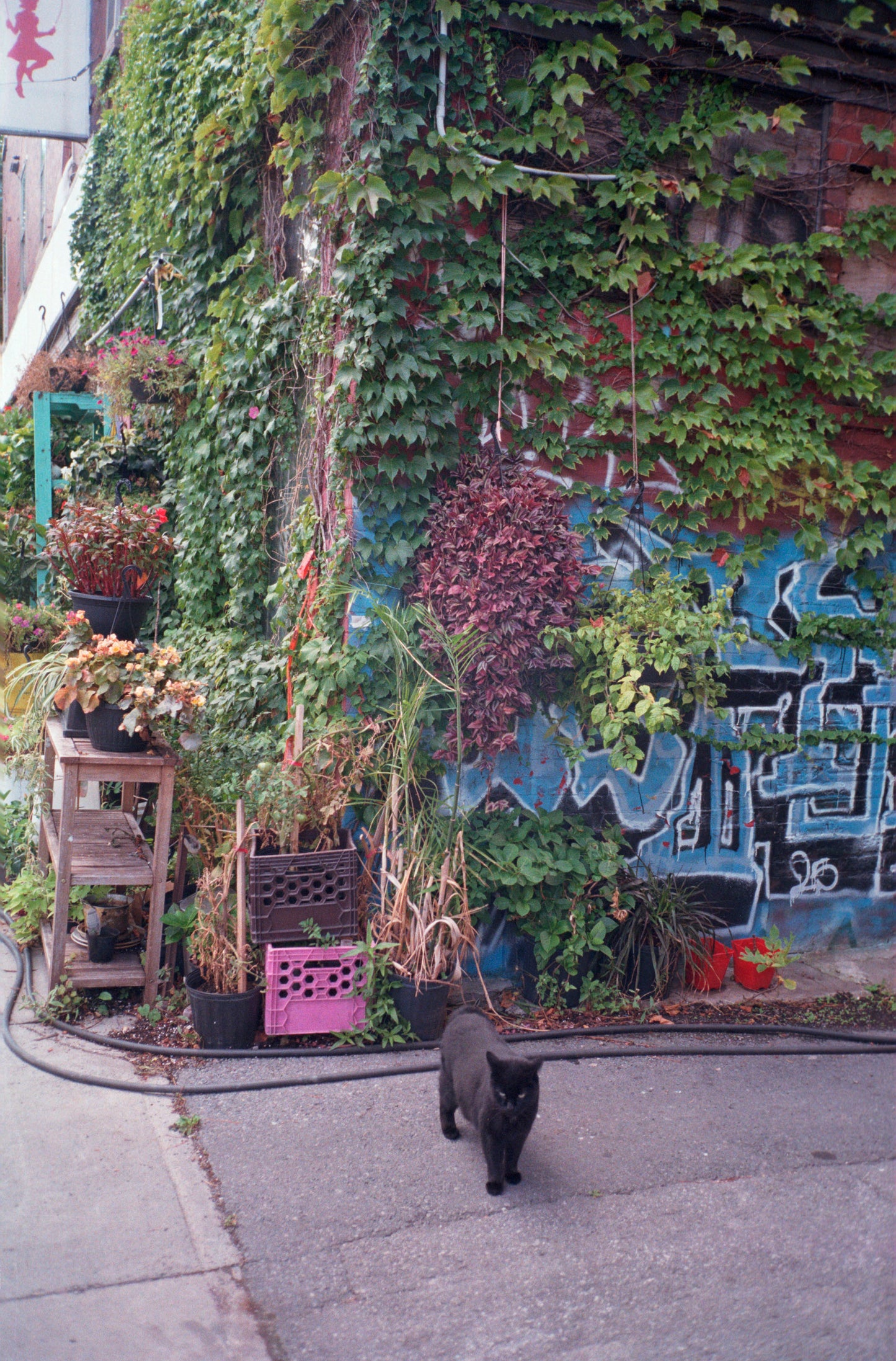 Appareil photo argentique Olympus ∞ Stylus Epic (également connu sous le nom de mju II) 35mm avec étui (numéro de série 7066234) | film🎞testé