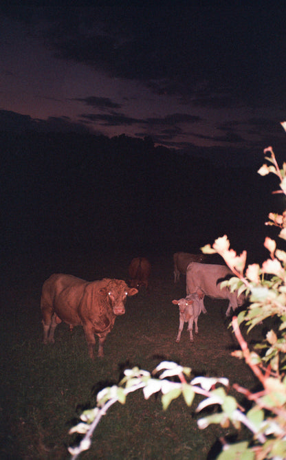 Appareil photo argentique Olympus ∞ Stylus Epic (également connu sous le nom de mju II) 35mm avec étui (numéro de série 7066234) | film🎞testé
